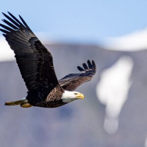 Eagle Scout Congratulations - Snow