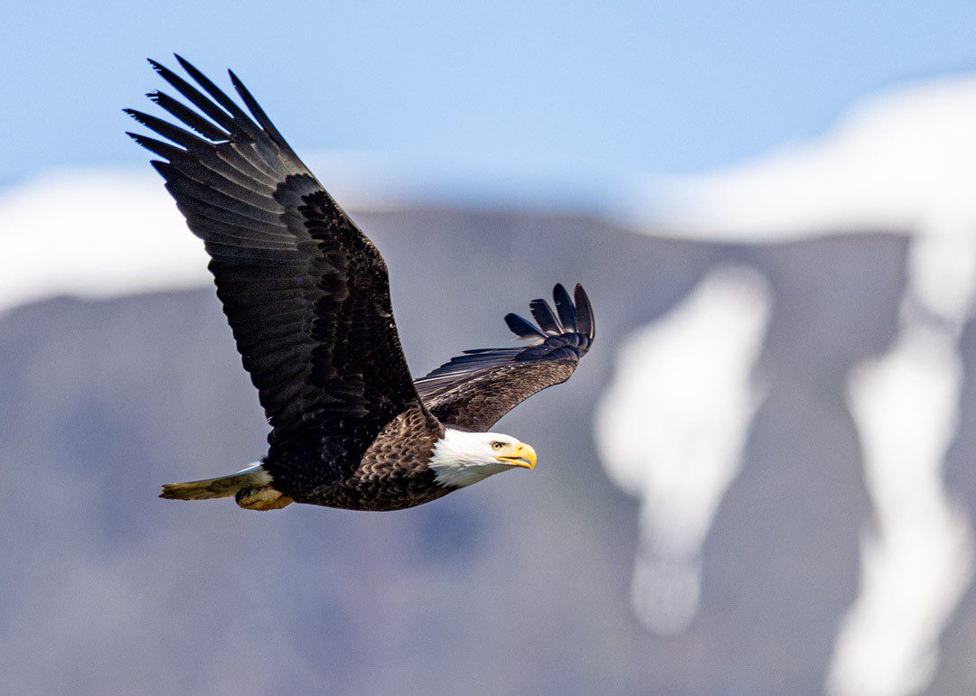 Eagle Scout Congratulations - Snow