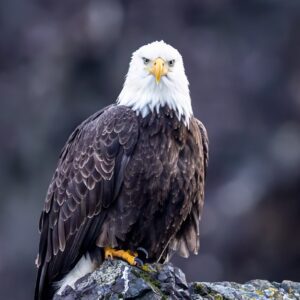 Eagle Scout Congratulations - Ledge